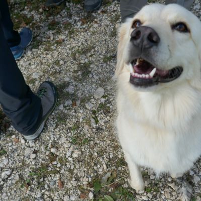 P009 Danis treuer Begleiter